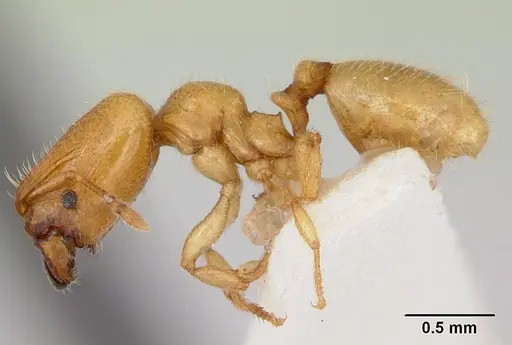 Pheidole lamia - CASENT0172695