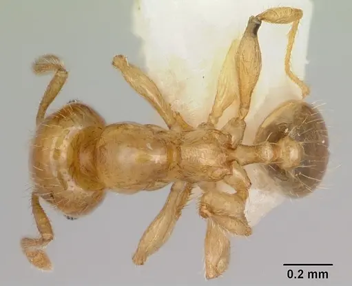 Pheidole lamia - CASENT0172696