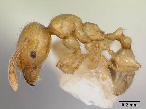 Pheidole lamia - CASENT0172696