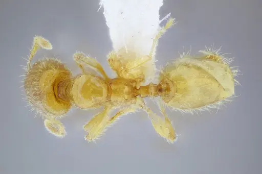 Pheidole lamia - CASENT0653360