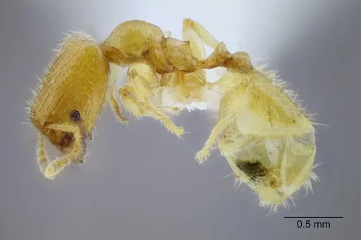 Pheidole lamia - CASENT0653360