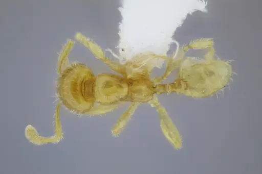 Pheidole lamia - CASENT0653361