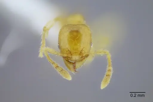 Pheidole lamia - CASENT0653361