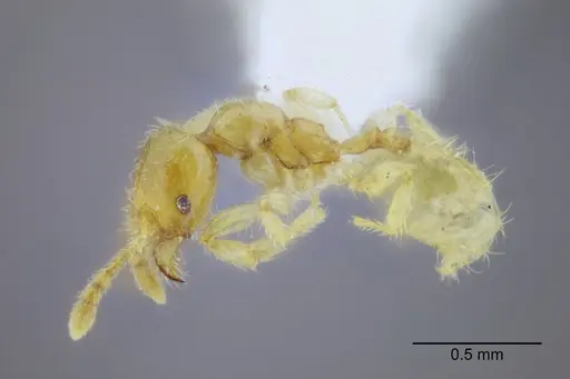 Pheidole lamia - CASENT0653361