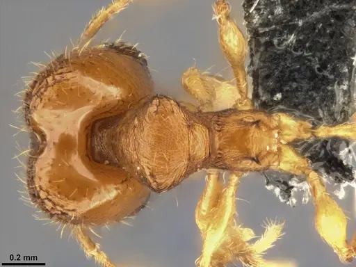 Pheidole laminata specimen