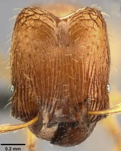 Pheidole laminata specimen