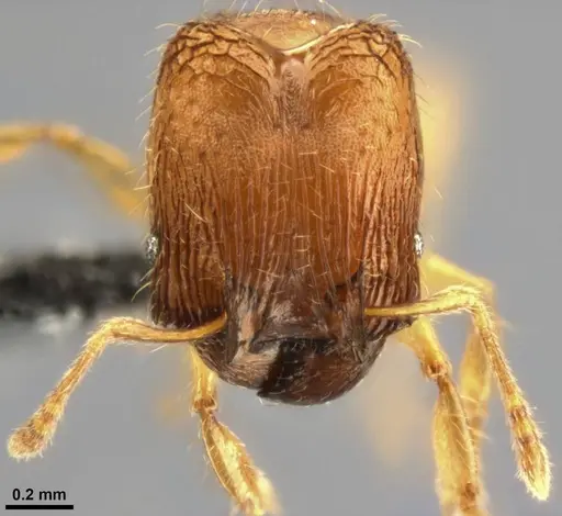 Pheidole laminata specimen