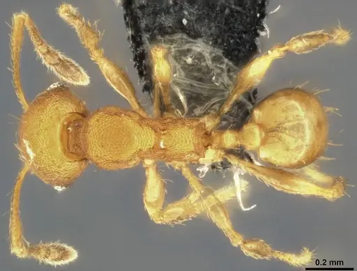 Pheidole laminata - CASENT0282925