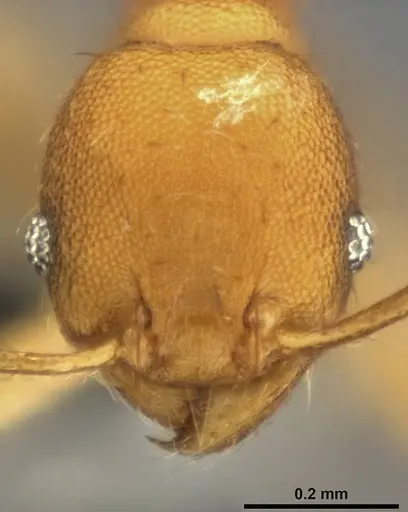 Pheidole laminata - CASENT0282925
