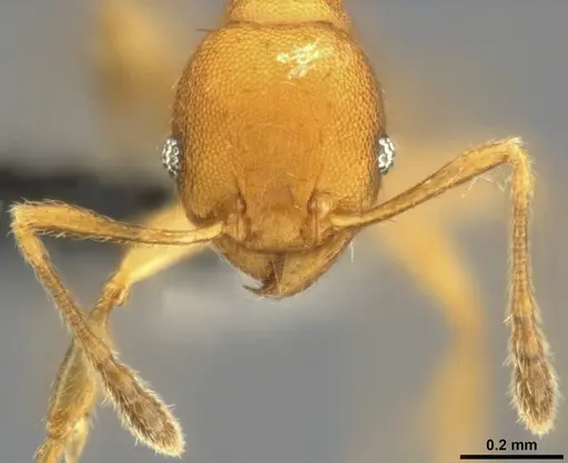 Pheidole laminata - CASENT0282925