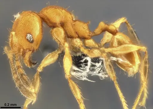 Pheidole laminata - CASENT0282925