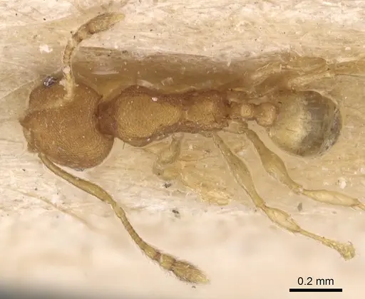 Pheidole laminata - CASENT0904294