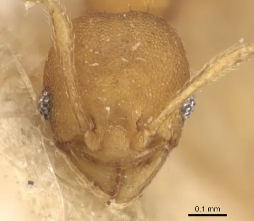 Pheidole laminata - CASENT0904294