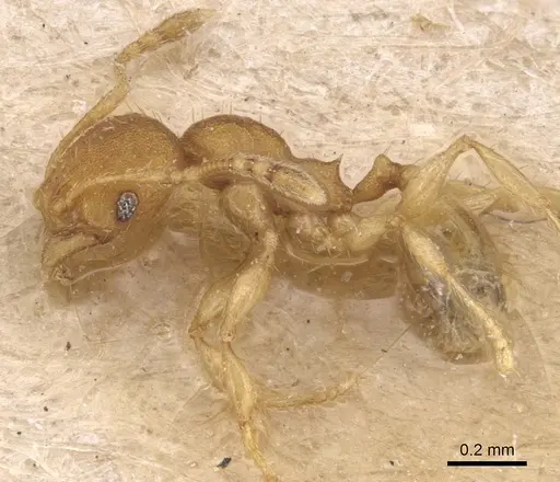 Pheidole laminata - CASENT0904294