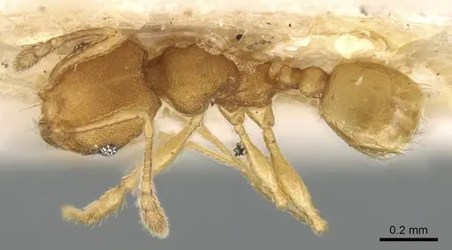 Pheidole laminata - CASENT0906639