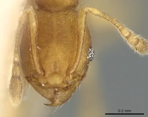 Pheidole laminata - CASENT0906639