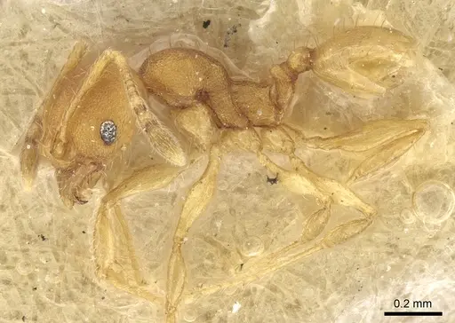 Pheidole laminata - CASENT0906639