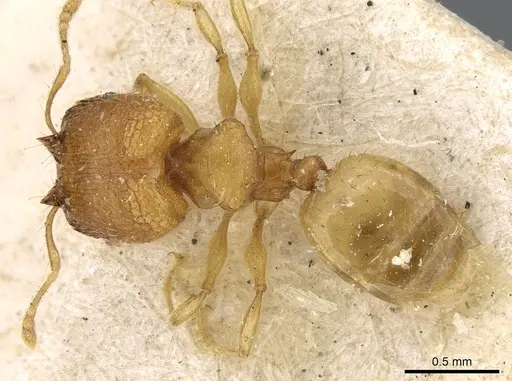 Pheidole laminata - CASENT0906640