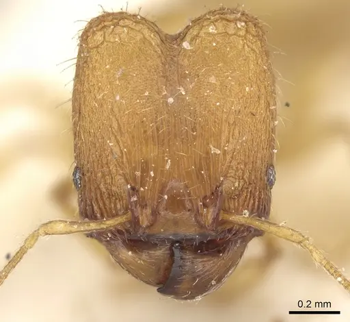 Pheidole laminata - CASENT0906640