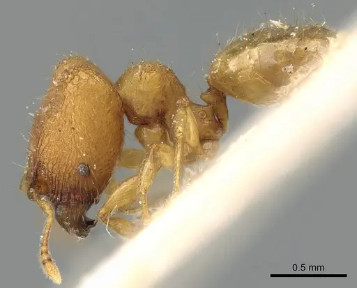Pheidole laminata - CASENT0906640