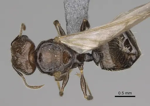 Pheidole lamperos specimen