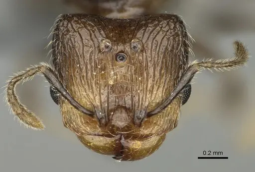 Pheidole lamperos specimen