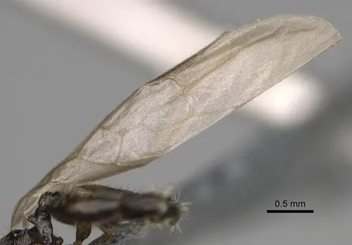 Pheidole lamperos - CASENT0300131