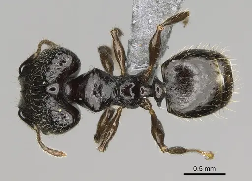 Pheidole lamperos - CASENT0300132