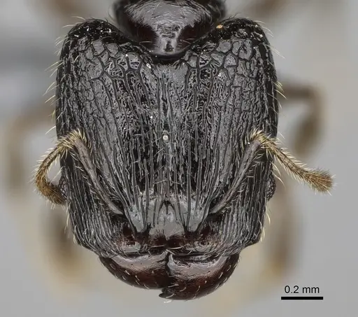Pheidole lamperos - CASENT0300132