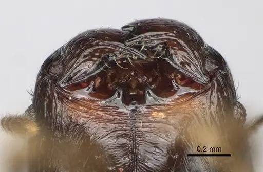 Pheidole lamperos - CASENT0300132