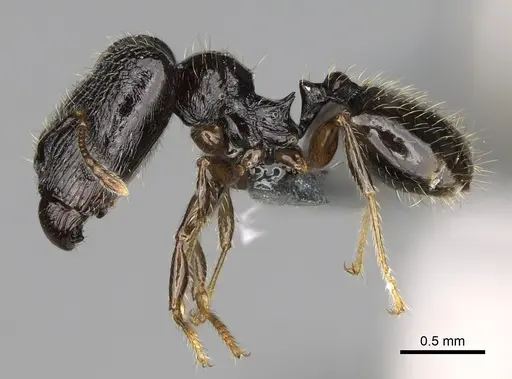 Pheidole lamperos - CASENT0300132
