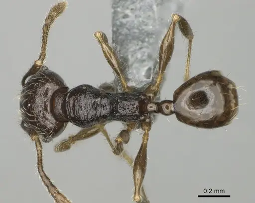Pheidole lamperos - CASENT0923181