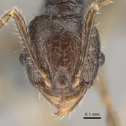Pheidole lamperos - CASENT0923181
