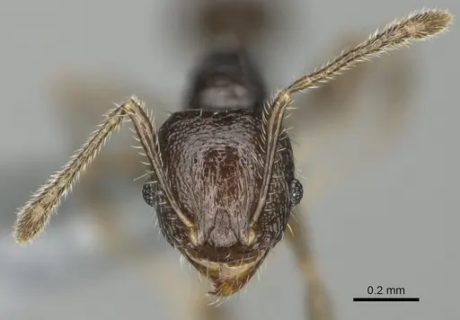 Pheidole lamperos - CASENT0923181