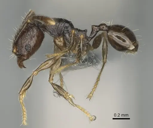 Pheidole lamperos - CASENT0923181