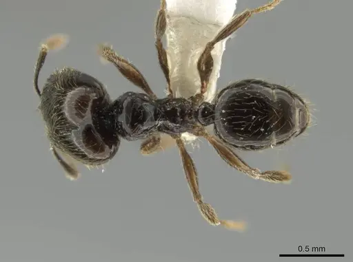 Pheidole laselva specimen