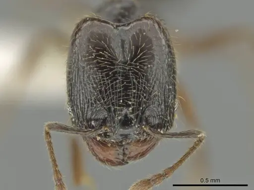 Pheidole laselva specimen