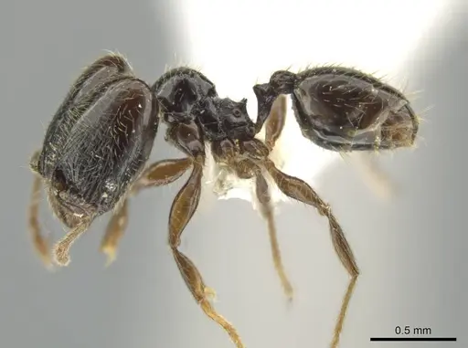 Pheidole laselva specimen