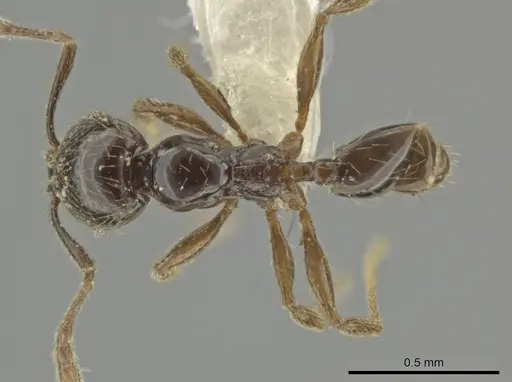 Pheidole laselva - CASENT0619411