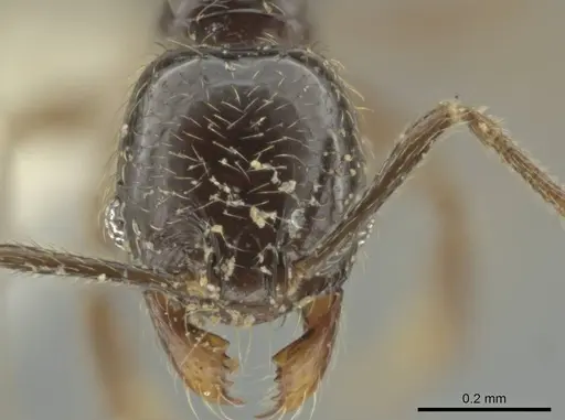 Pheidole laselva - CASENT0619411