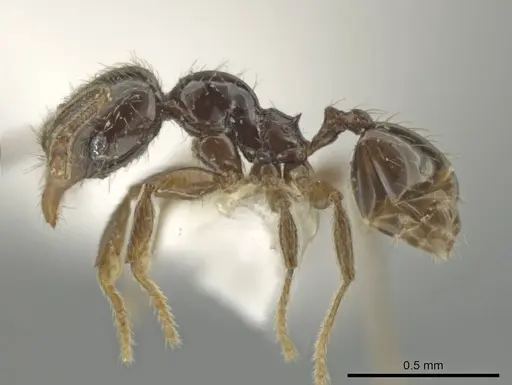 Pheidole laselva - CASENT0619411