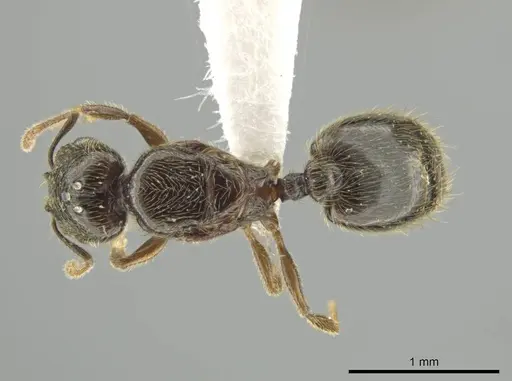 Pheidole laselva - CASENT0619650