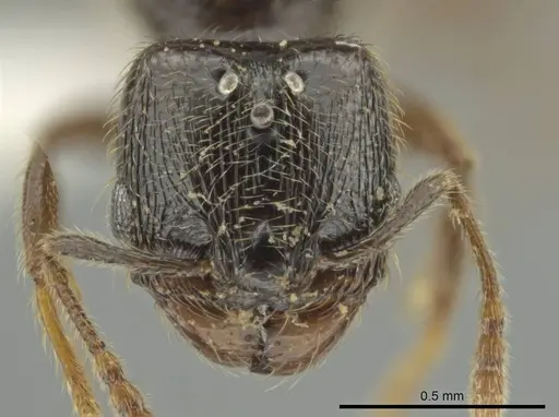 Pheidole laselva - CASENT0619650