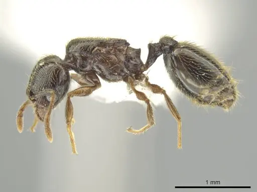 Pheidole laselva - CASENT0619650