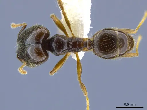 Pheidole laselva - CASENT0637868