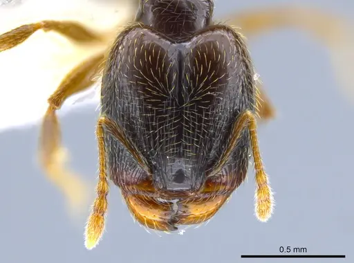 Pheidole laselva - CASENT0637868