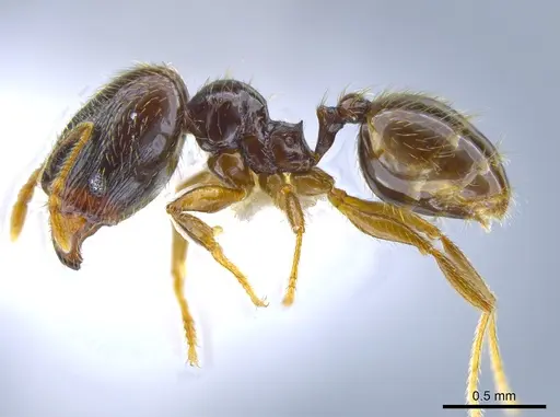Pheidole laselva - CASENT0637868