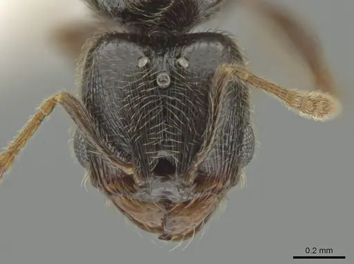 Pheidole laselvoides specimen