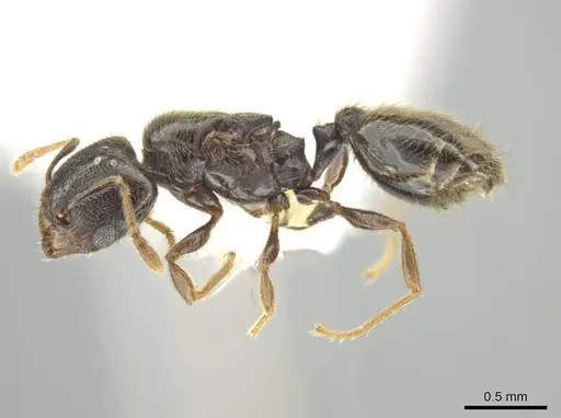 Pheidole laselvoides specimen