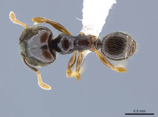 Pheidole laselvoides - CASENT0619726